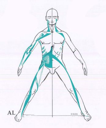 diagrama de las cadenas musculares en el cuerpo humano hombre
