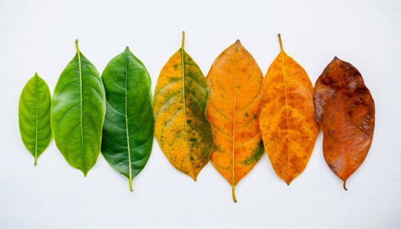 hojas de árbol con diversas tonalidades de verde a marrón